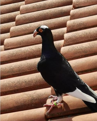 BAGADESI di NORIMBERGA