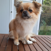 Chiuhauha maschio pelo lungo monta accoppiamento