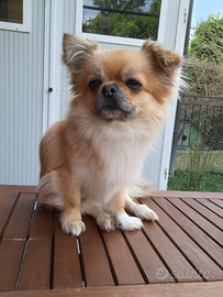 Chiuhauha maschio pelo lungo monta accoppiamento