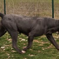 Cane corso femmina