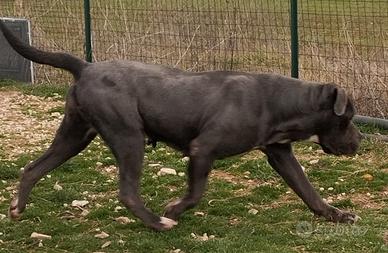 Cane corso femmina