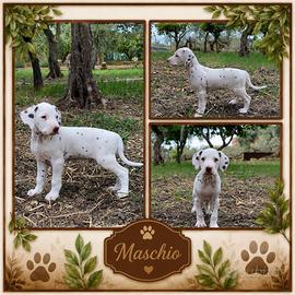 Cucciolo Dalmata Pedigree