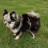 Pomerania spitz nano coreano merle