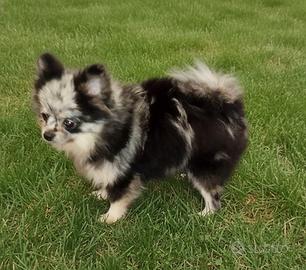 Pomerania spitz nano coreano merle