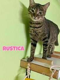 Rustica gatta tigrata di 2 anni