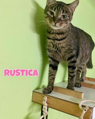 Rustica gatta tigrata di 2 anni