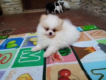 Cuccioli spitz Pomerania