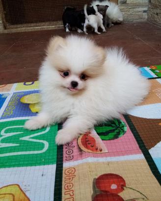 Cuccioli spitz Pomerania