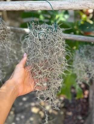 Tillandsie piante d’aria
