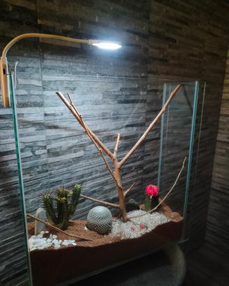 giardino piante grasse 