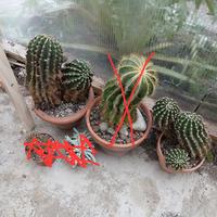 cactus – echinopsis eyriesii 