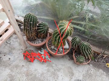 cactus – echinopsis eyriesii 