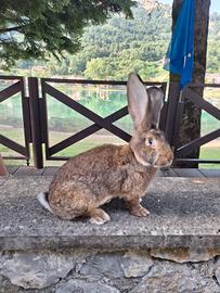 Giganti conigli