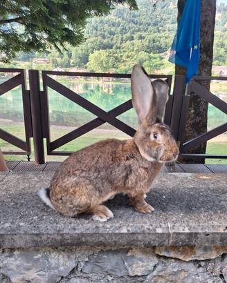 Giganti conigli