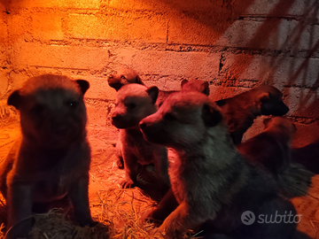 Cuccioli di cane lupo cecoslovacco