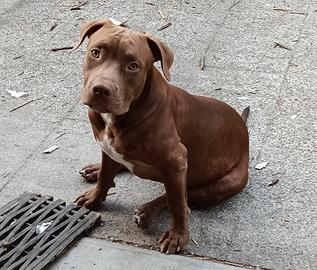 Cucciolo American Pit bull terrier