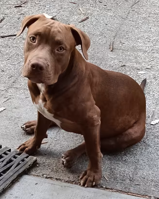 Cucciolo American Pit bull terrier