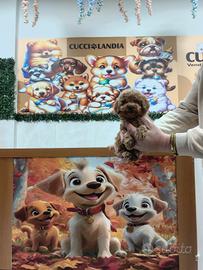 Barboncino mini toy albicocca 2 M anche a rate