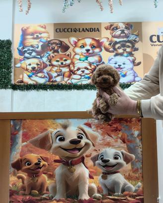 Barboncino mini toy albicocca 2 M anche a rate