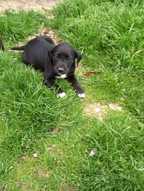 Cuccioli cagnolini
