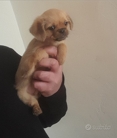 Pechinese carlino toy