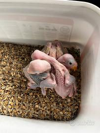 Parrocchetto dal collare