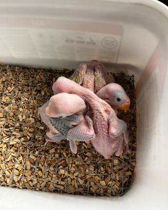 Parrocchetto dal collare