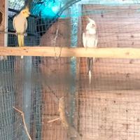 Calopsitte da imbecco ed esotici