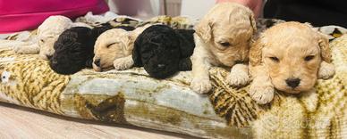 Cuccioli di barboncino