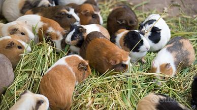 cavia peruviana  (sconto per i negozi)