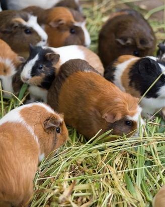 cavia peruviana  (sconto per i negozi)