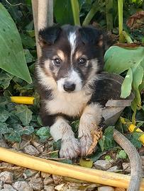 Cuccioli di border collie tricolore