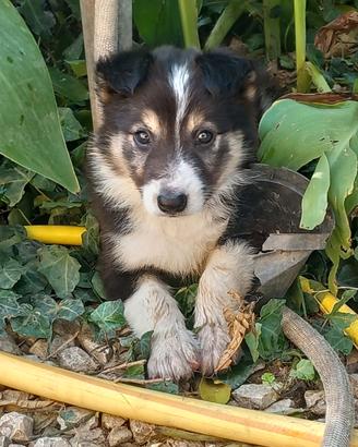 Cuccioli di border collie tricolore