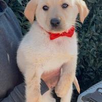 Sorelline Simil Labrador-golden
