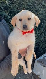 Sorelline Simil Labrador-golden