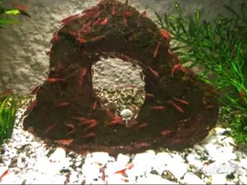 Caridine Red cherry 2 euro l una