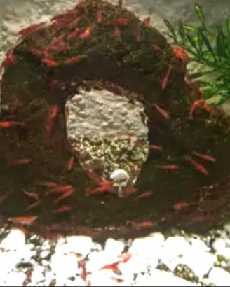 Caridine Red cherry 2 euro l una