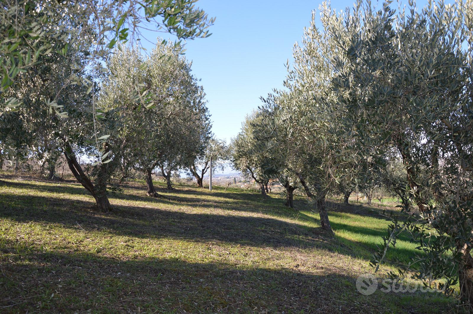 Casolare e terreno con vista sul mare - R46 - Vista 6