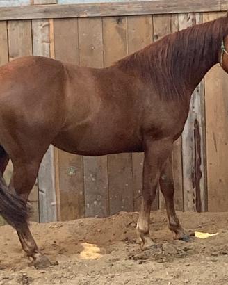 Paint Horse