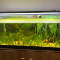 Acquario completo di  mibile e pesci