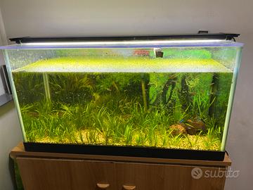 Acquario completo di  mibile e pesci