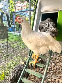 Stupendo gallo razza Amrock