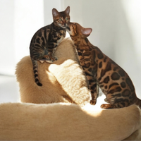 Cucciola gatto del Bengala