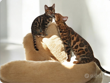 Cucciola gatto del Bengala