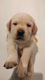 Labrador miele e neri con pedigree