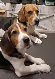 Cucciolo beagle