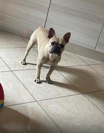 Bulldog francese