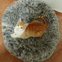 Bambolina gattina 12 mesi