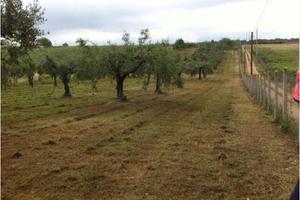 Privato terreno con 120 ulivi mq 10000