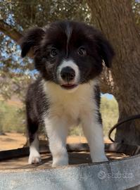 Border collie